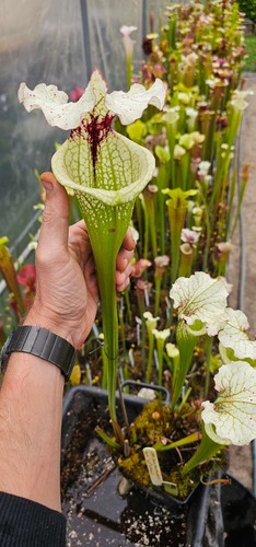 Moorei bud wilkerson wilk - moorei,